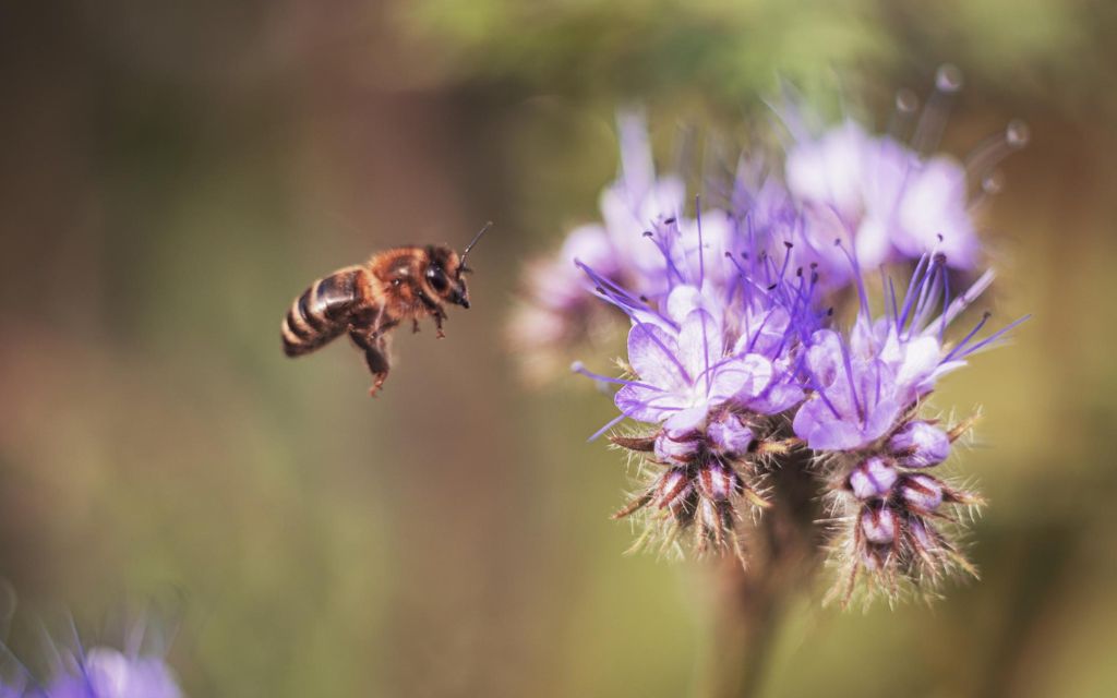 pszczoła przy facelii
