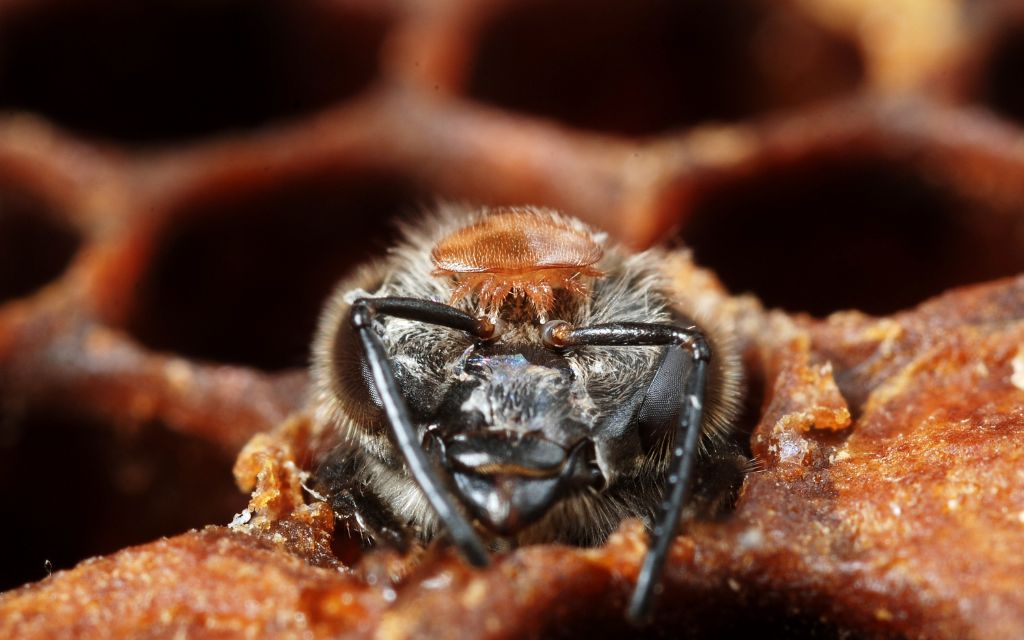 pszczoła z pasożytem na głowie