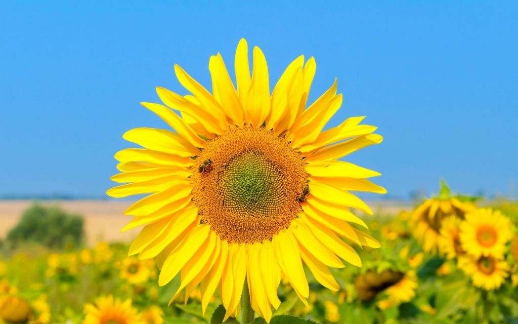 słonecznik ukraiński z pszczołą