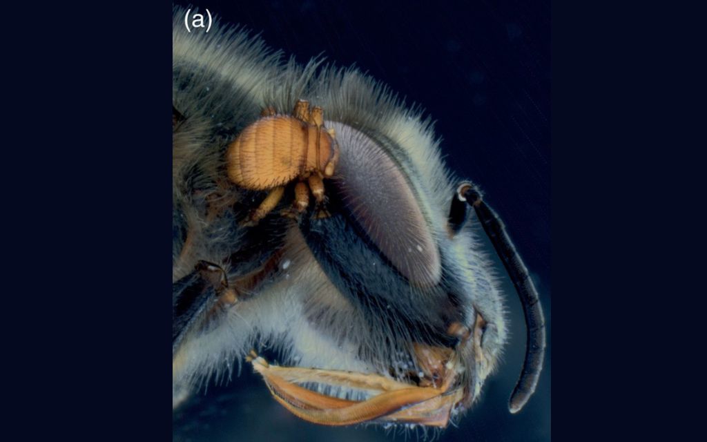 Kolejny pasożyt pszczół w Australii