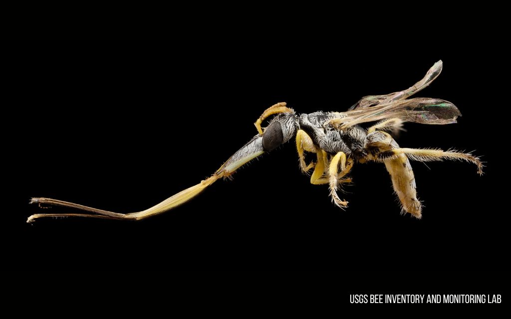 Pszczoła trąbalska