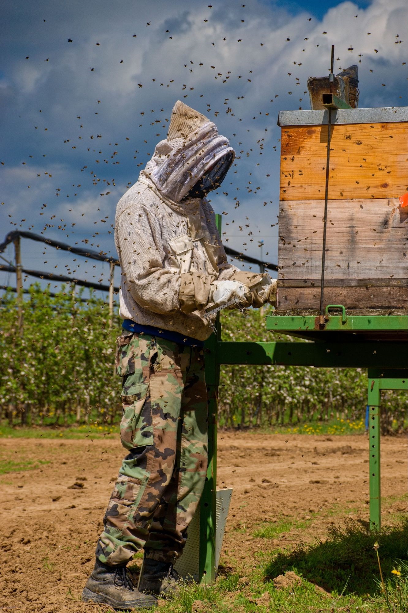 Michaela Berecová Včelár a jeho včely 1. miesto Včelár a jeho včely 1