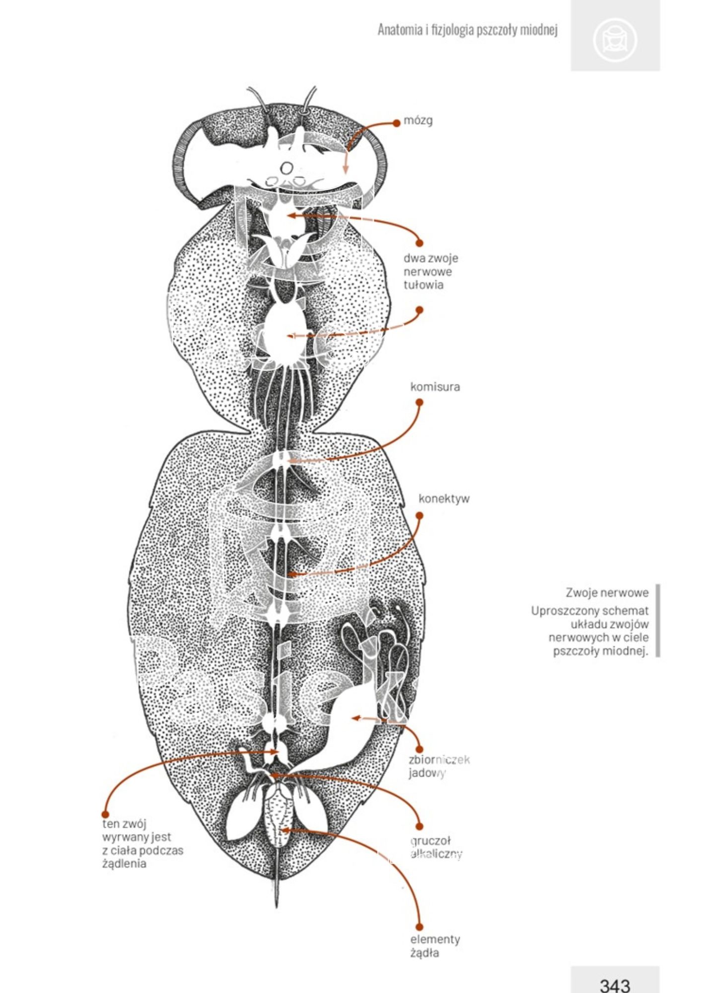 anatomia pszczoły układ nerwowy