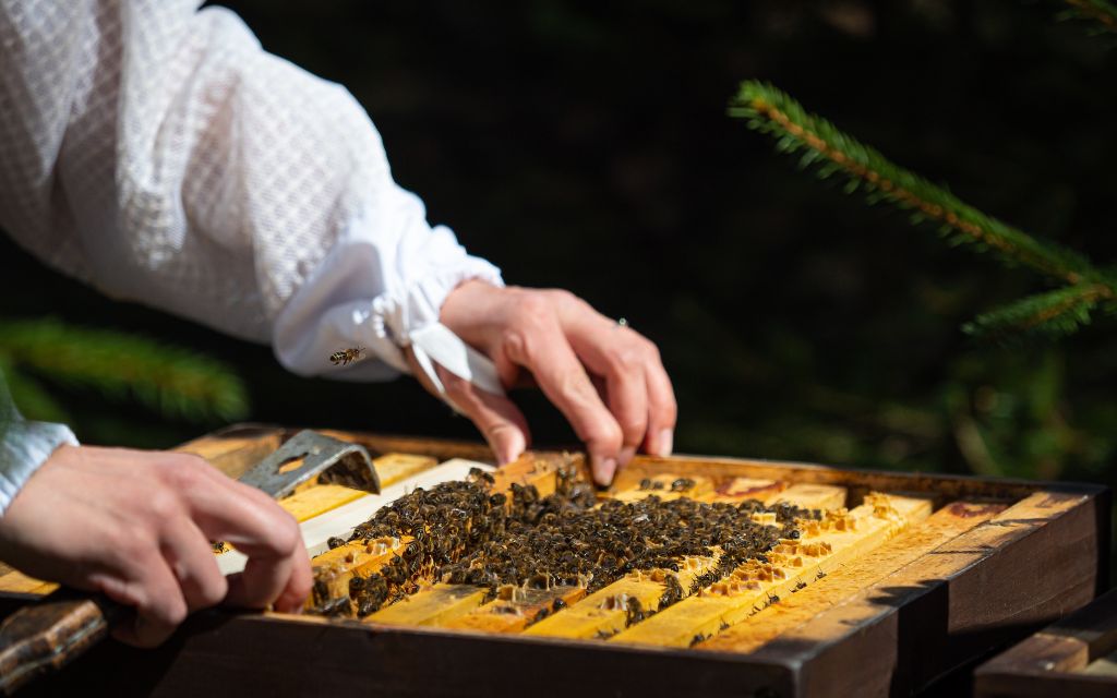 Pomóż w opracowaniu pszczelarskich innowacji!