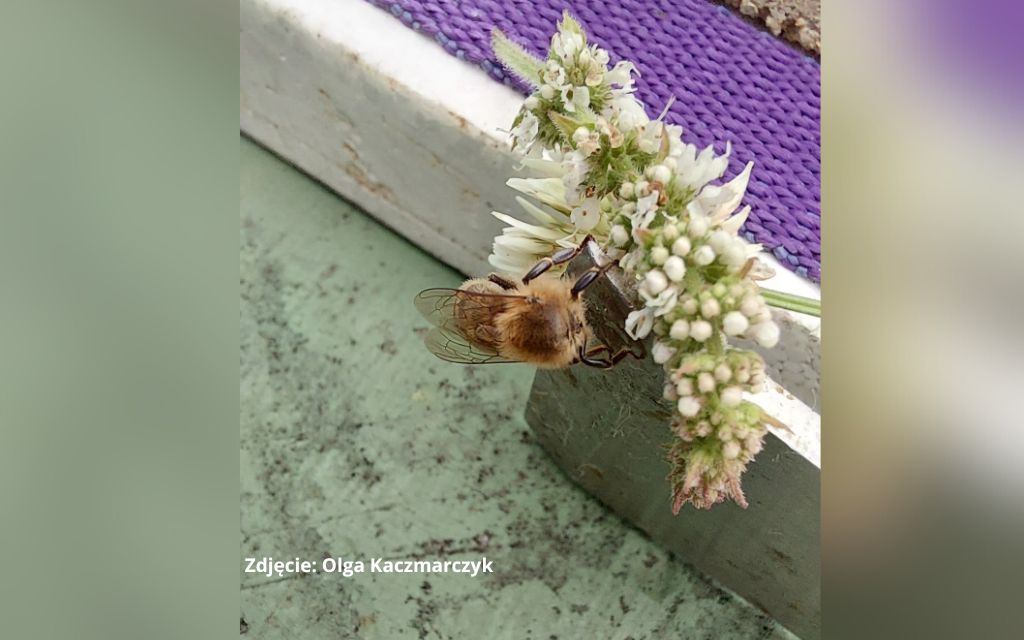 Bezgłowa pszczoła, która się rusza i układ nerwowy