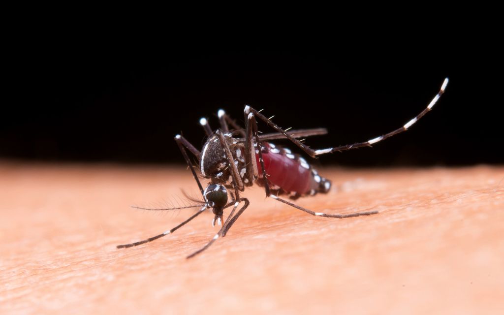 komar żwyiący się krwią