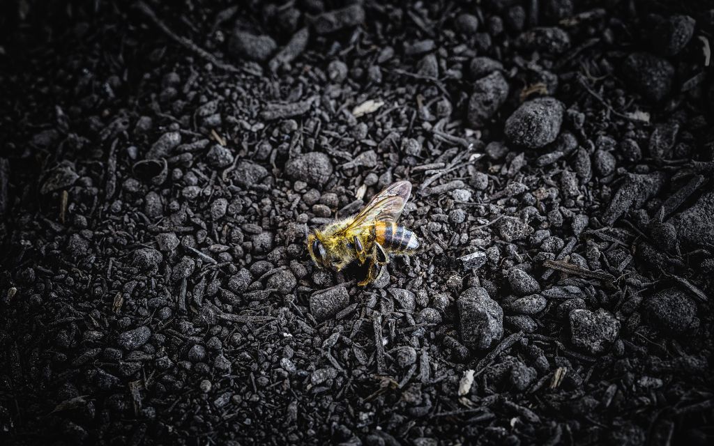 martwa pszczola w ciemnosciach