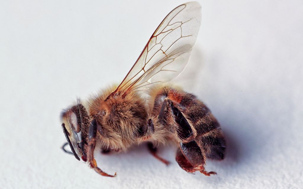martwa pszczoła na białym tle