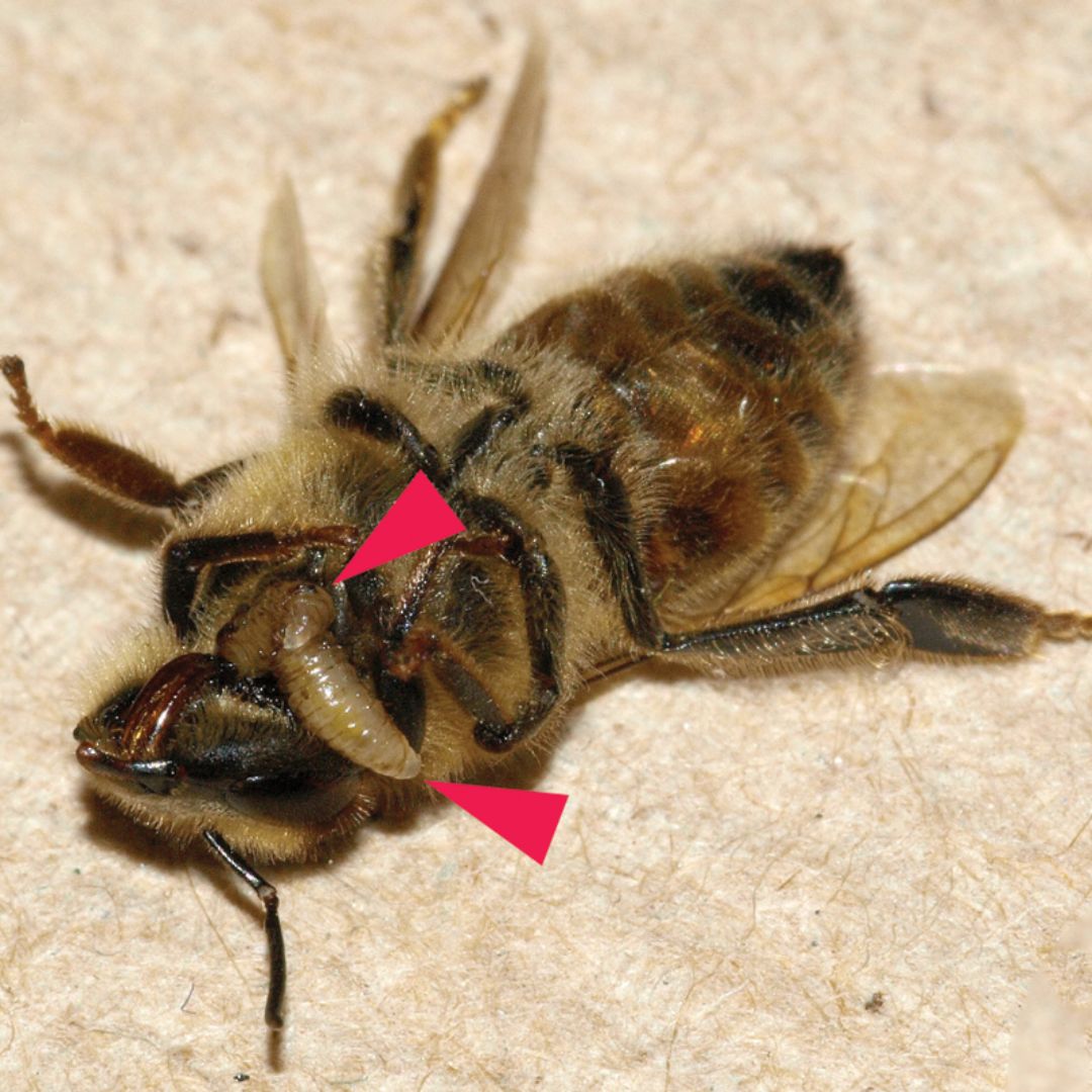 muszyca pszczół 2
