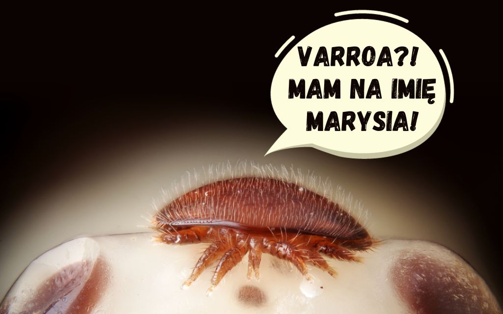 nazwa Varroa destructor