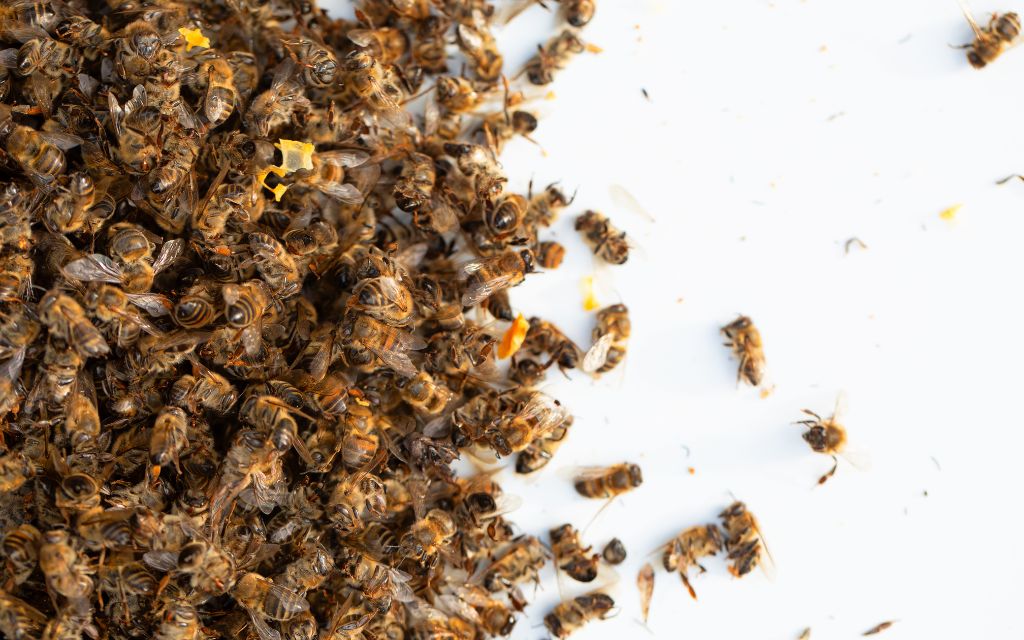 osypana rodzina pszczela