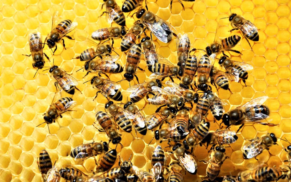Pszczelarstwo organiczne na świecie w 2020 roku