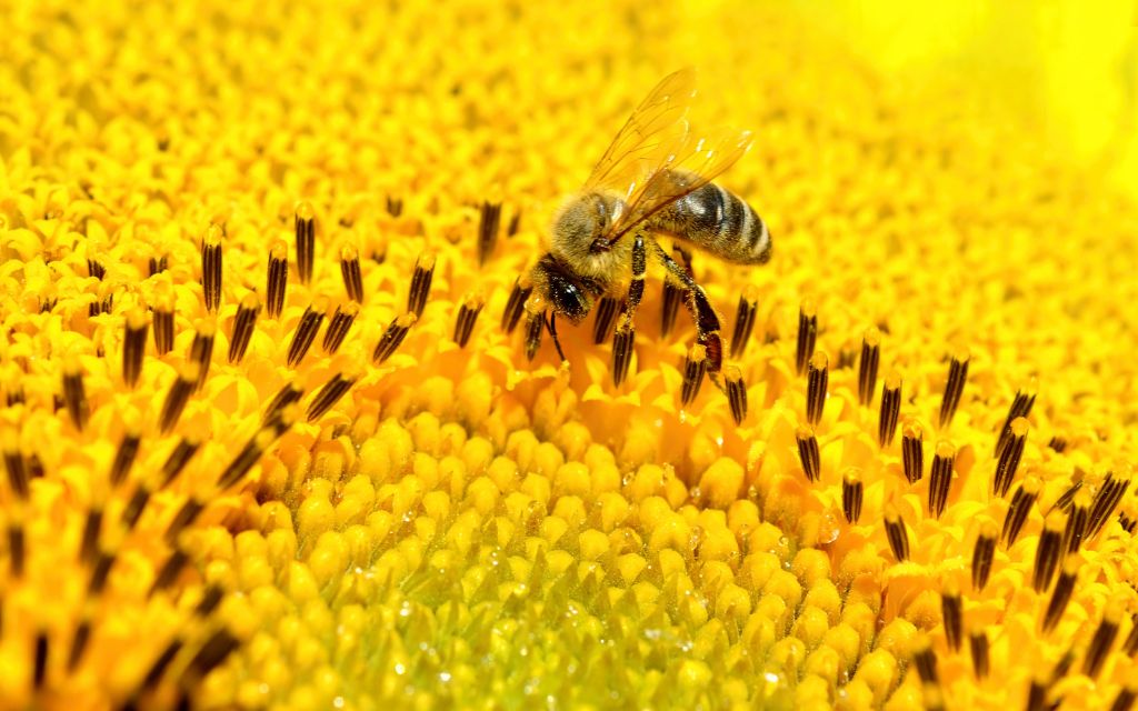 pszczola i slonecznik miod nektar slonecznika