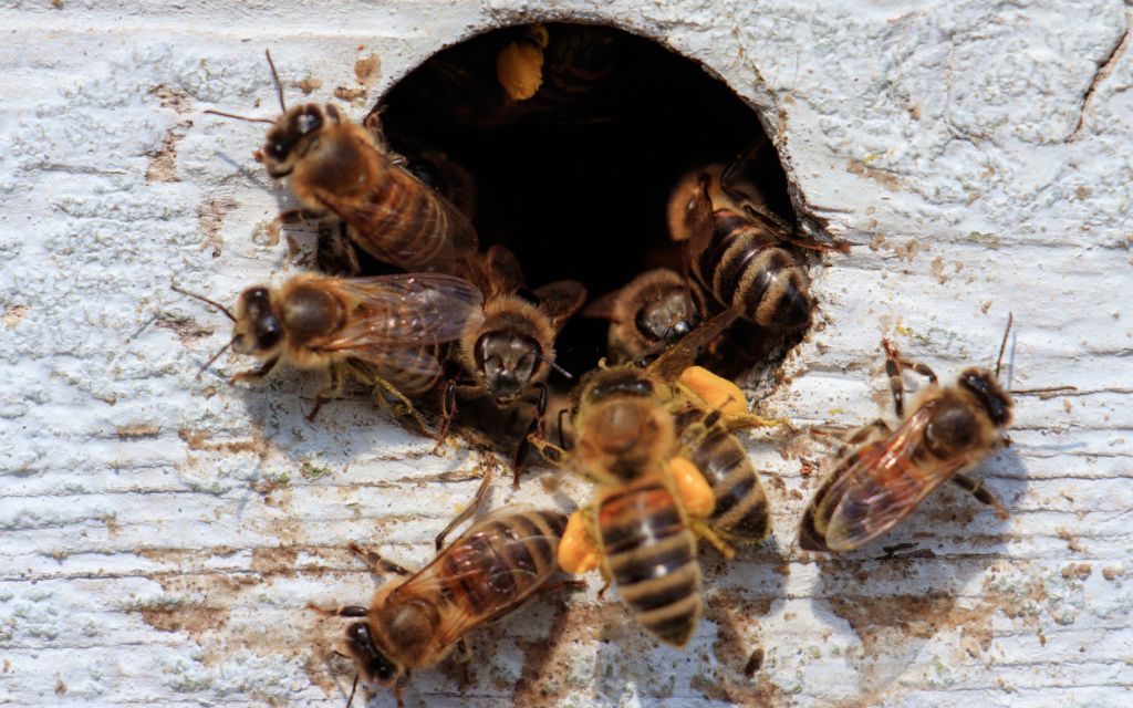 pszczoly na okraglym wlotku
