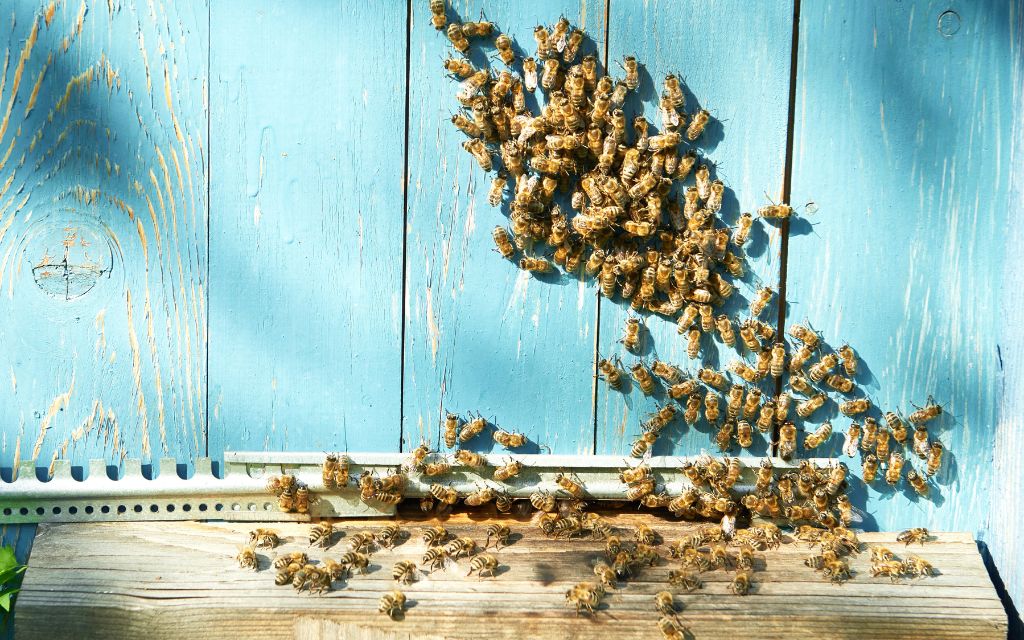pszczoly wlotek jasnoblekitny ul