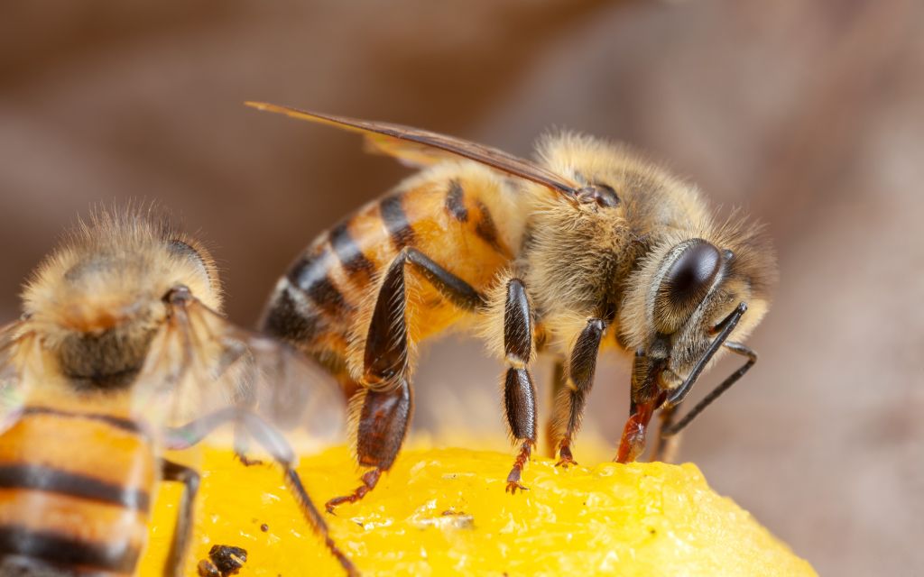 pszczoła która spożywa