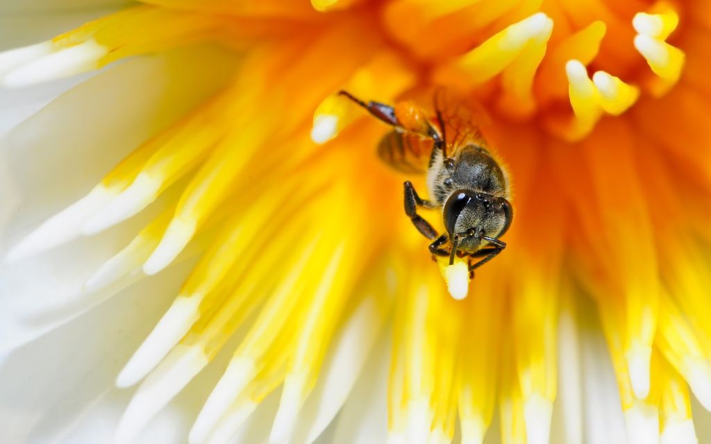 pszczoła na lotosie