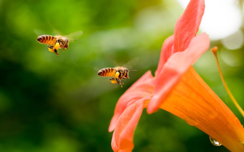 pszczoły lecą do kwiatu