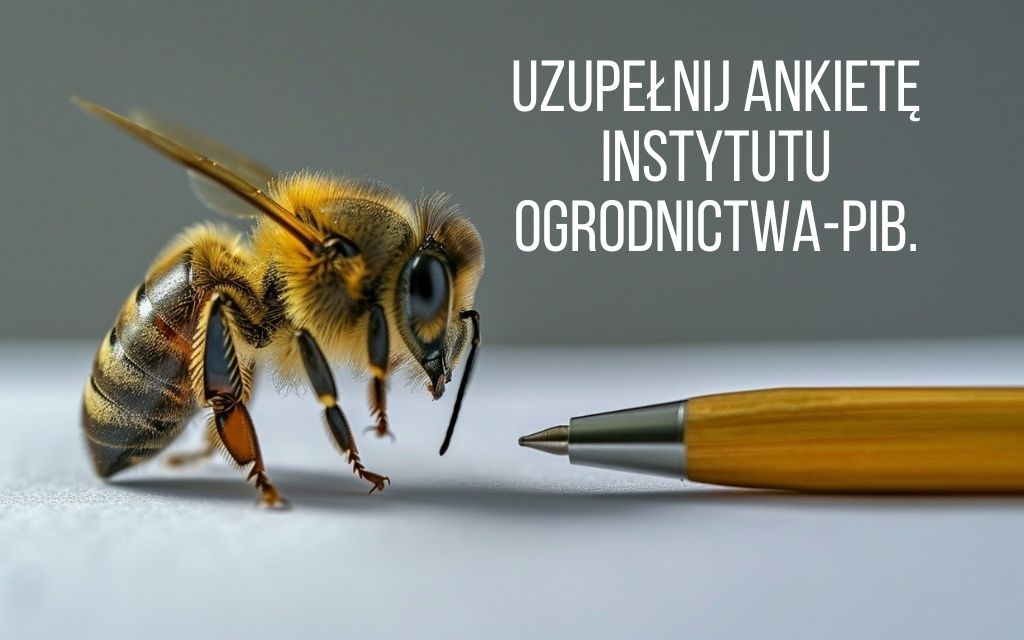 ankieta Puławy