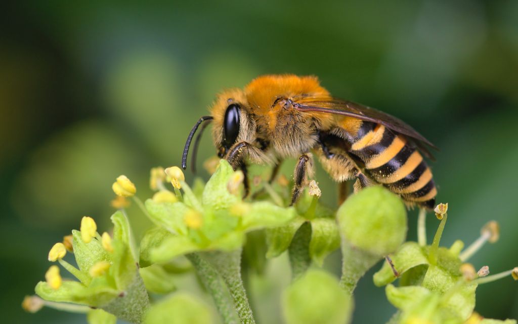 Nowy gatunek pszczoły zaobserwowany w Polsce!