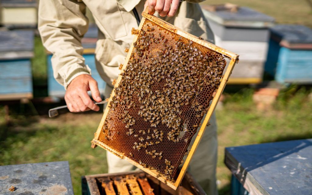 pszczelarz przegląd