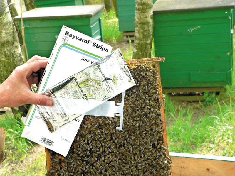 Fot.2. Pszczoły z rodziny leczonej preparatem Bayvarol
