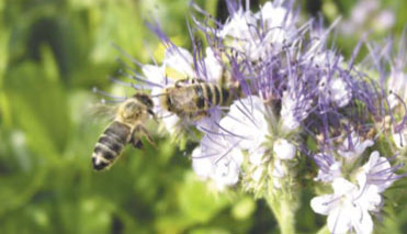 Pszczoły na kwiatku