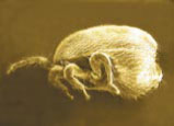 fot. 4. Gruba samica Tropilaelaps clareae