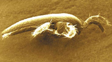 fot. 3. Cienka samica Tropilaelaps clareae