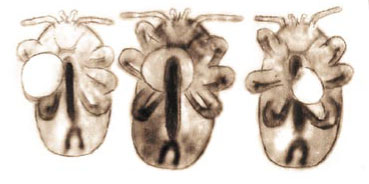 fot. 5. Jaja wychodzące z ciała trzech samic Tropilaelaps clareae