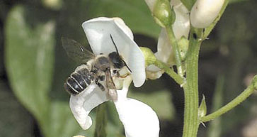 pszczoła samotnica