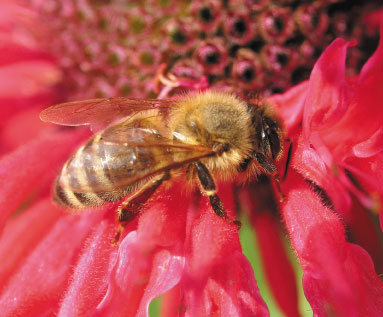 pszczółka na kwiatuszku