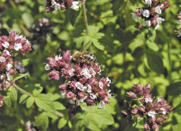 Fot.5. Kwiatostan lebiodki pospolitej, czyli oregano
