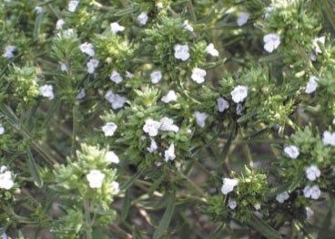 Fot.8. Kwiaty cząbru późnym popołudniem. Brak zbieraczek