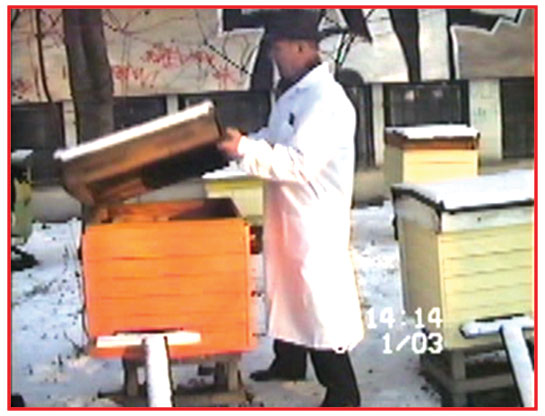 Zimowy przegląd rodziny pszczelej