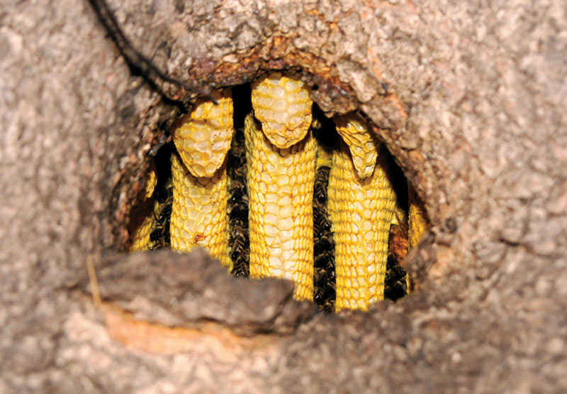 Pszczoły w dziupli