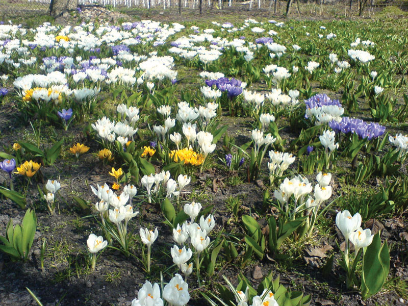 Wiosną po krokusach zaczną wychodzić tulipany.
