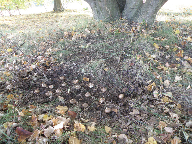 Sposób sadzenia krokusów pod starymi drzewami lipowymi.