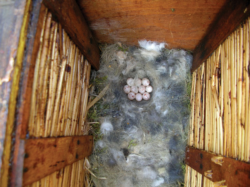 Dziesięć jajeczek białych w czerwone cętki.  To gniazdo na pewno należy do małego ptaszka, gdyż musiał się zmieścić w wylocie ula.