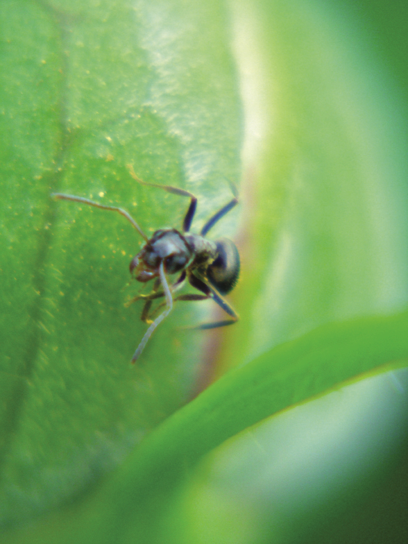 Mrówka, fot.© Teresa Kobiałka