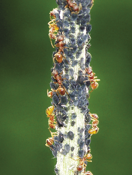 Niektóre gatunki mrówek pobierają spadź wprost  od mszyc