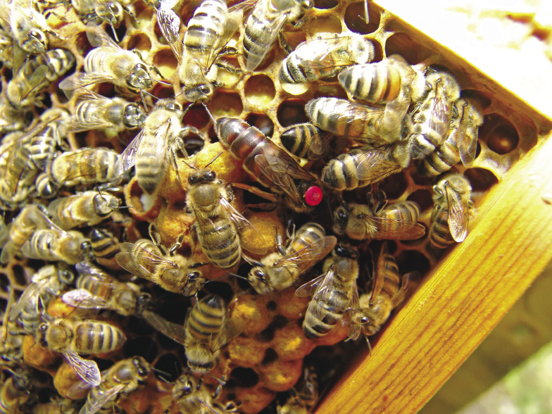 Makta pszczela - królowa