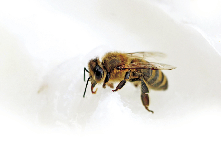 Pszczoła, fot.© Roman Dudzik