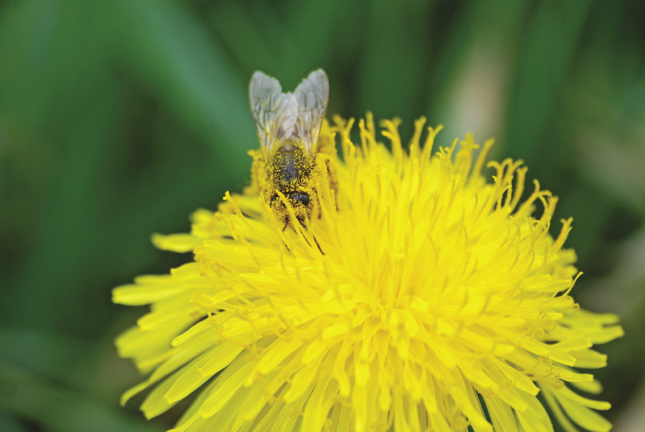 pszczoła na mniszku fot.© Roman Dudzik