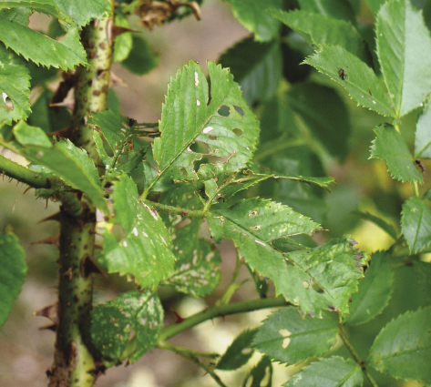 Rośliny atakowane są czasami przez kilka gatunków owadów. Na zdjęciu dzika odmiana róży zaatakowana przez mszyce i larwy owadów (widoczne wżery na liściach).