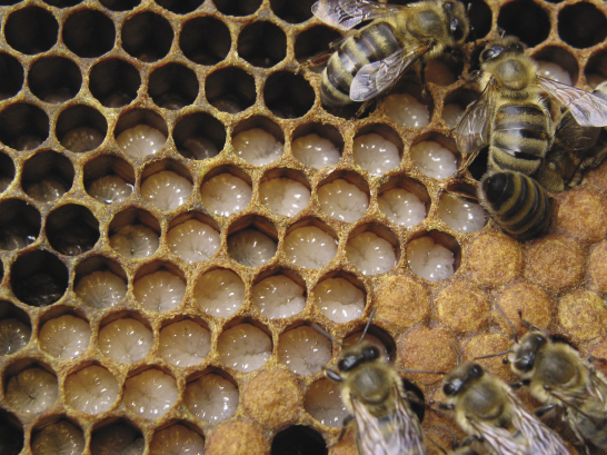 Opieka nad larwami odmładza pszczoły