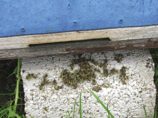 Podtrute pszczoły zostały przed ulem, niestety dość często zdarza się to w naszych pasiekach.