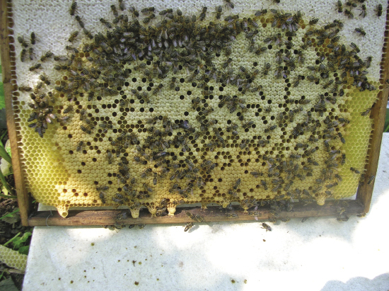 Rodzina podtruta utraciła pszczołę lotną, nie jest w stanie ogrzać nawet własnego czerwiu.