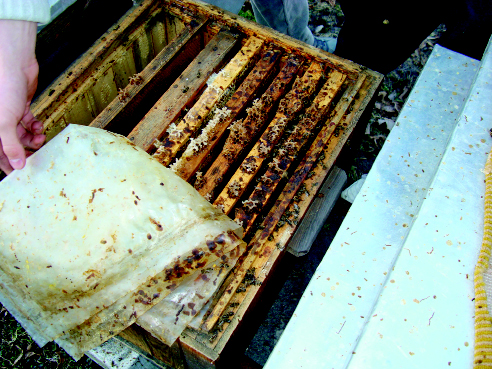 Obrazek jakich pszczelarz oglądać nie chce. Przyczyną upadku rodziny jest nosema.