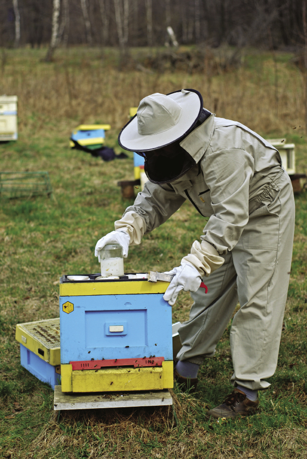 Fachowcy radzą zakarmiać pszczoły tradycyjnym syropem cukrowym bądź poddać im gotowe pasze (inwerty).